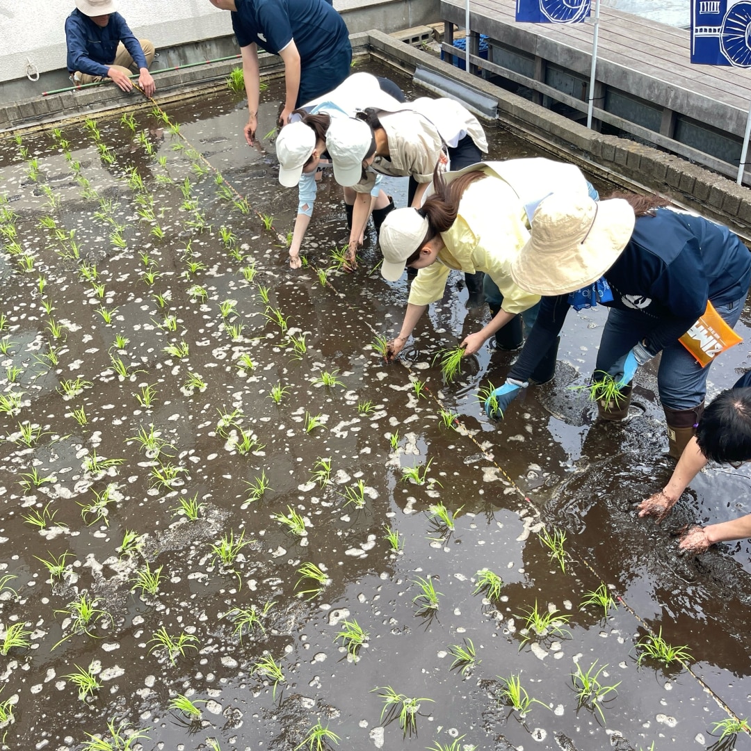 【銀座】銀座で田植え体験