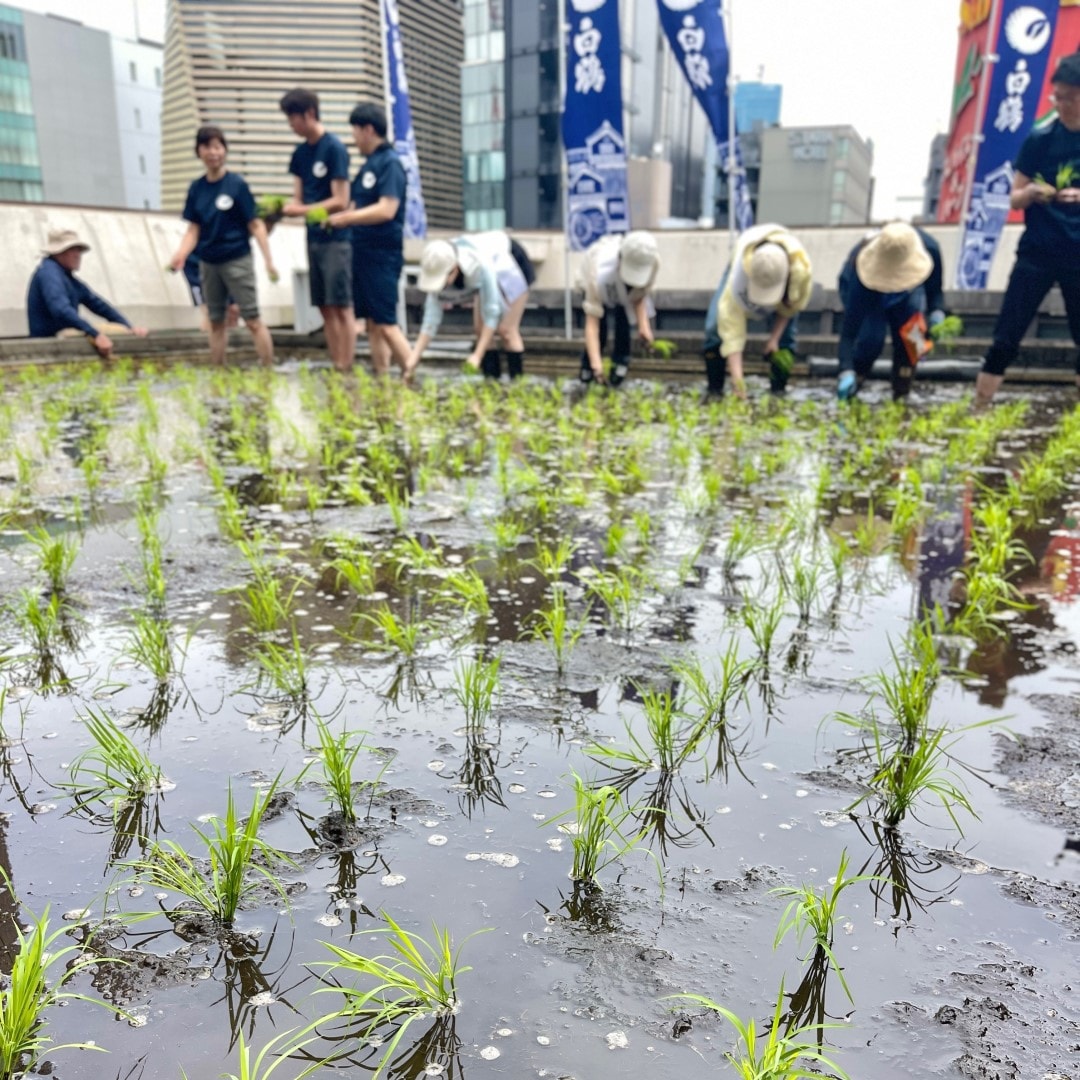 【銀座】銀座で田植え体験