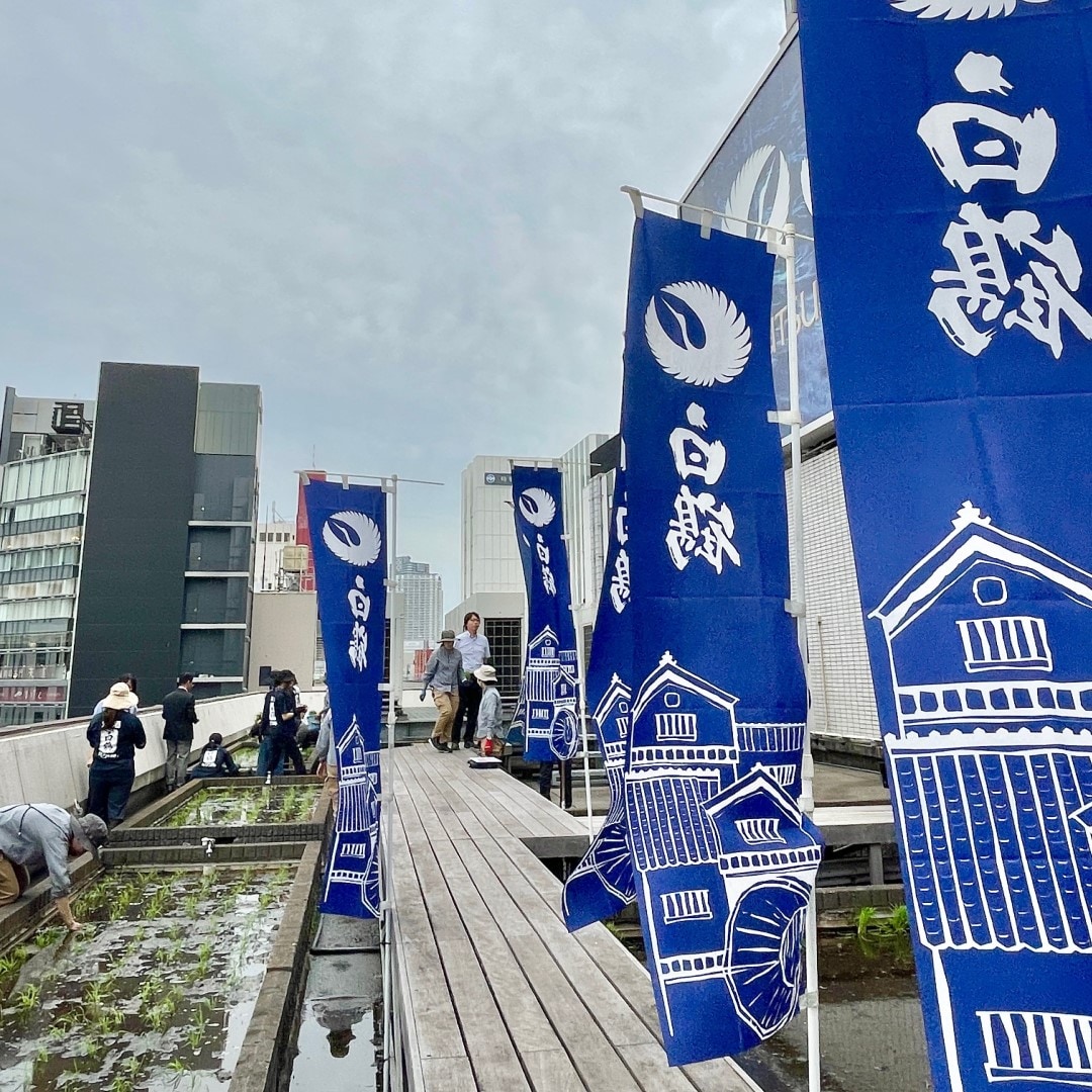 【銀座】銀座で田植え体験