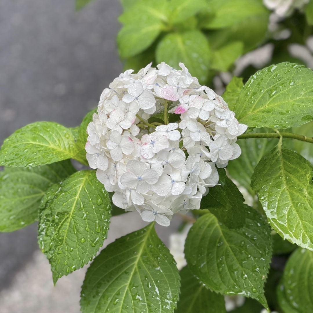 【銀座】雨に親しむ季節