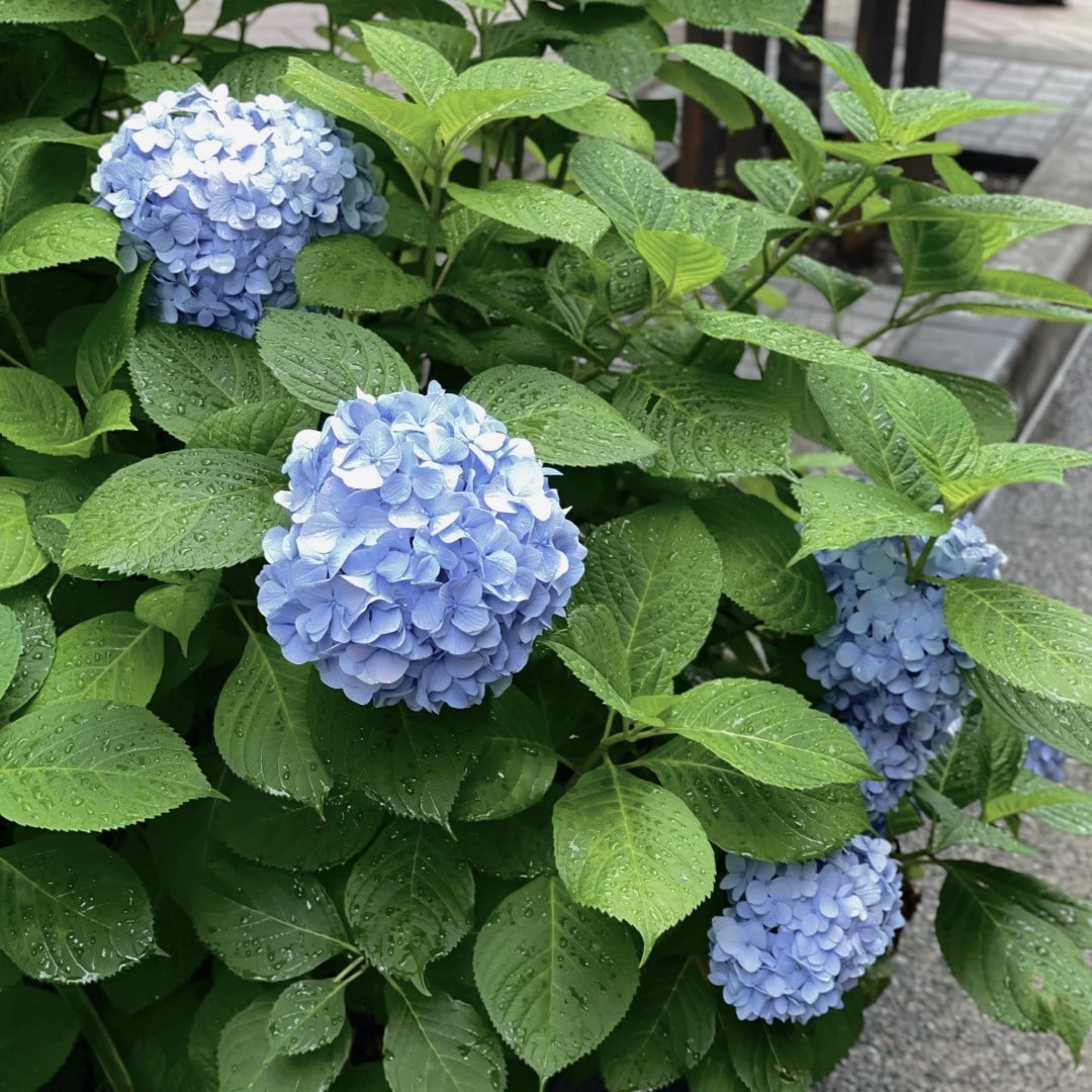 【銀座】雨に親しむ季節