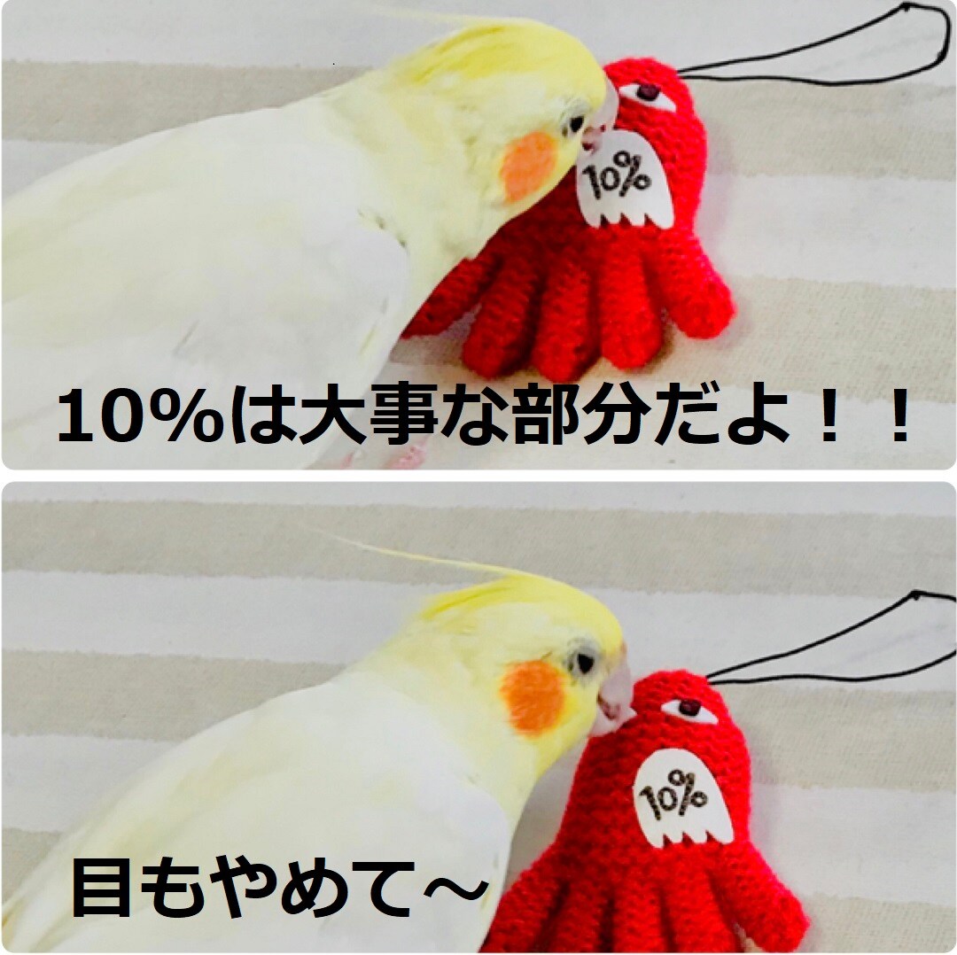 いたずらする鳥