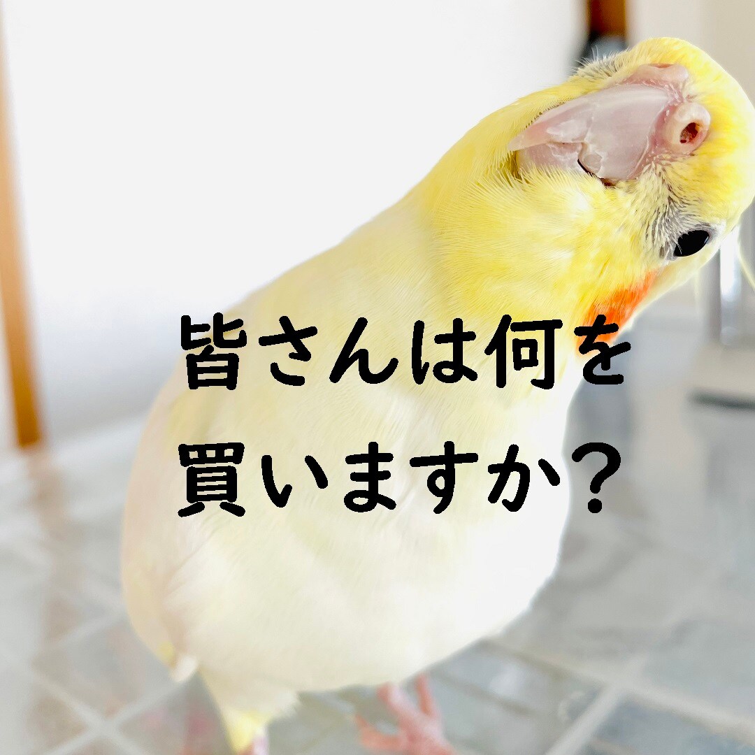 【静岡パルコ】何を買いますか？と聞くピーちゃん