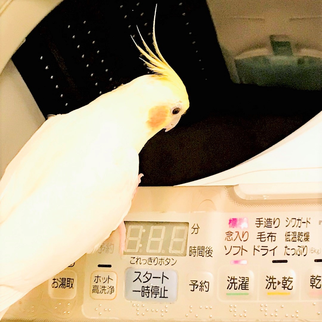 【静岡パルコ】鳥好き