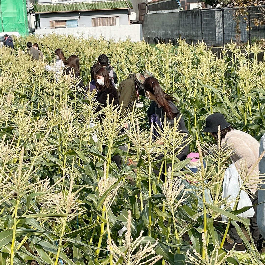 トウモロコシ畑で収穫している参加者