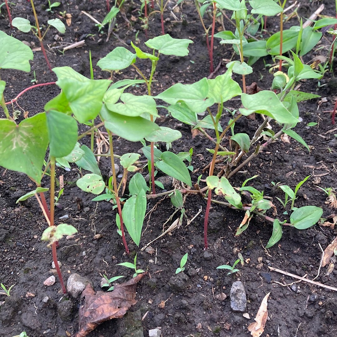 蕎麦の芽