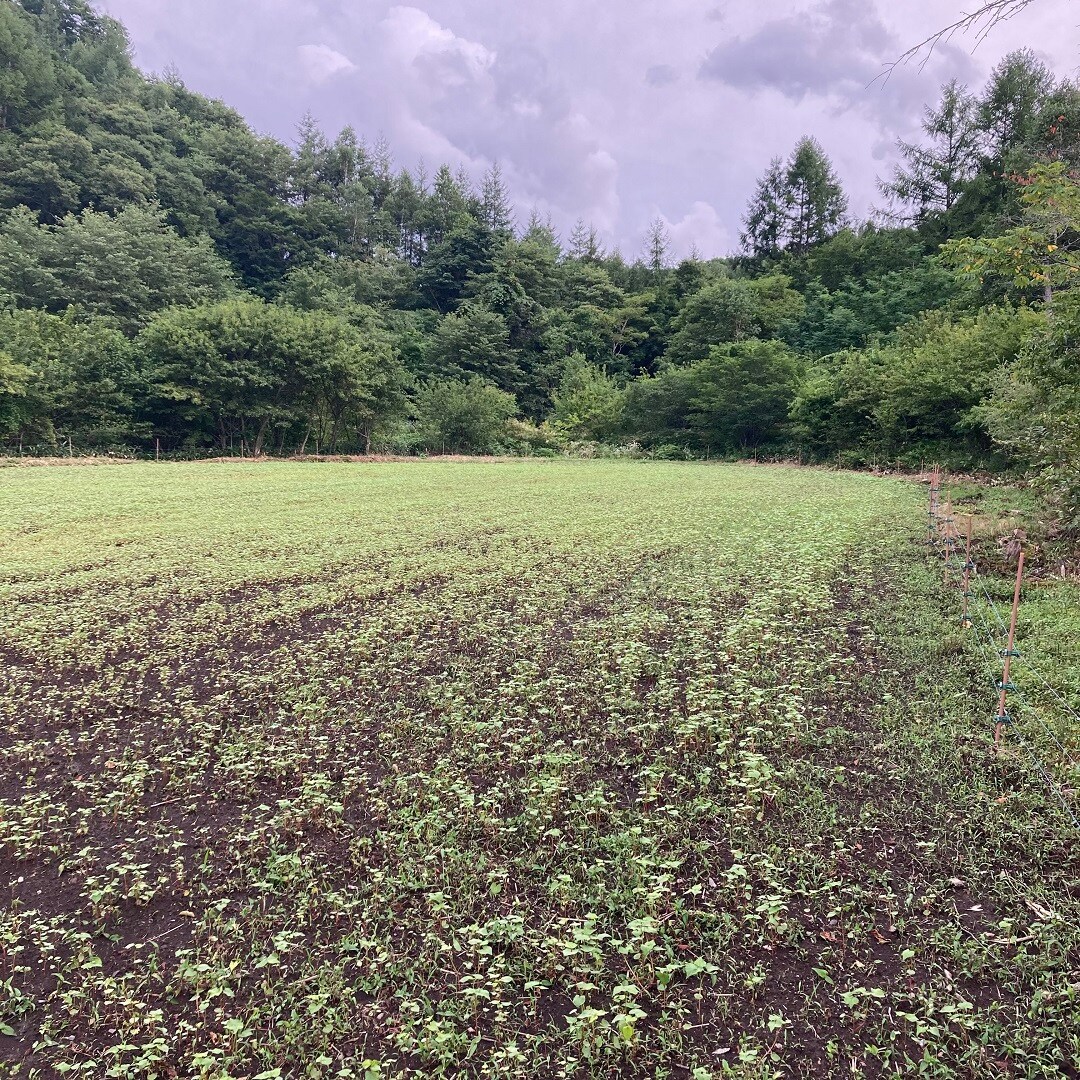 発芽後の蕎麦畑