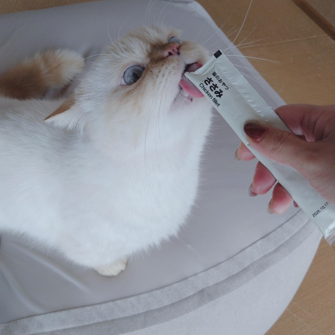 ねこ夢中