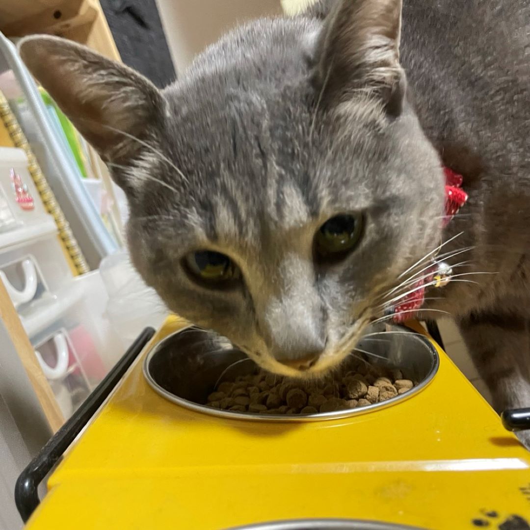 猫のごはん