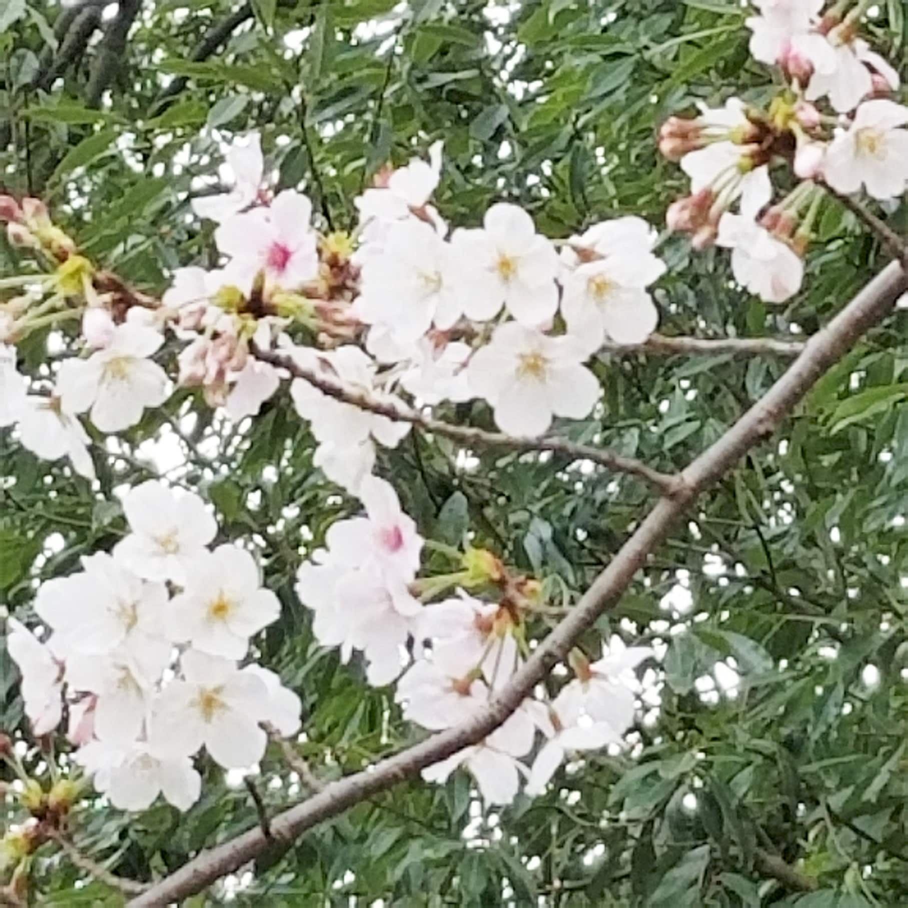 さくら