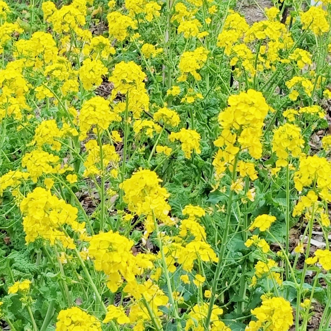 菜の花