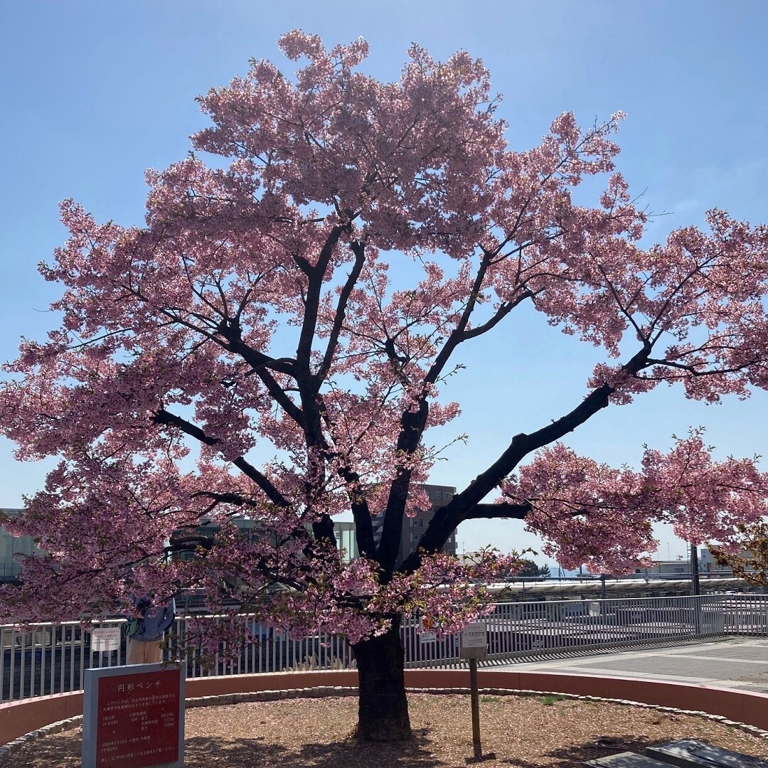 日立市の桜