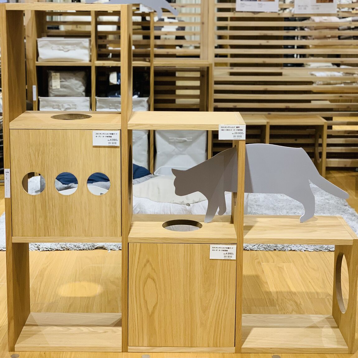 猫1