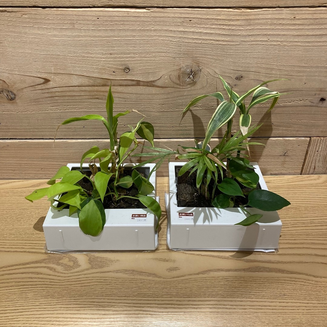 元気がなくなってきました