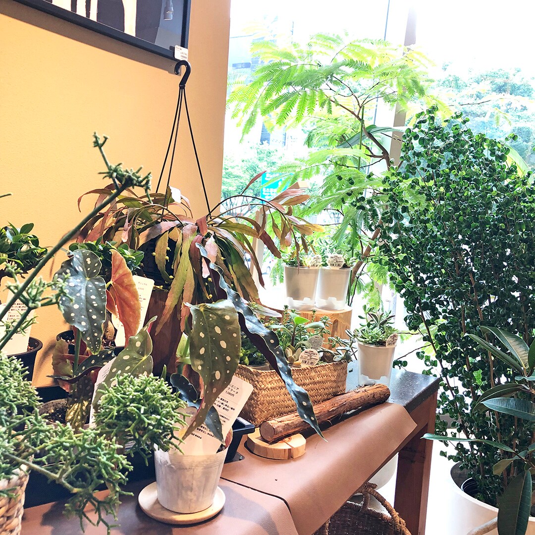 【マルエイガレリア】グリーンが入荷しました。