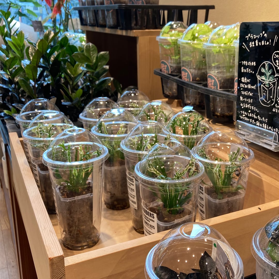 【マルエイガレリア】持ち帰りしやすい植物がたくさん入荷しました。