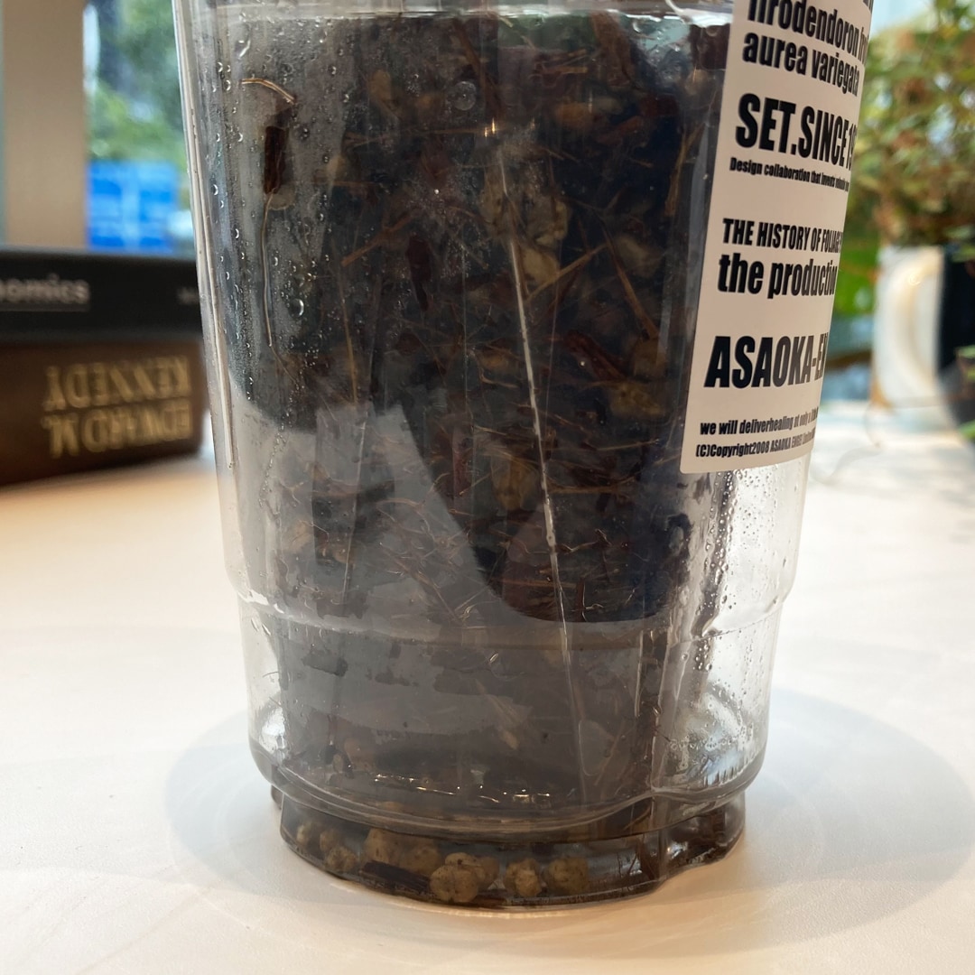 【マルエイガレリア】持ち帰りしやすい植物がたくさん入荷しました。