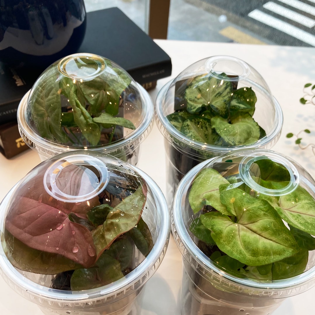 【マルエイガレリア】持ち帰りしやすい植物がたくさん入荷しました。