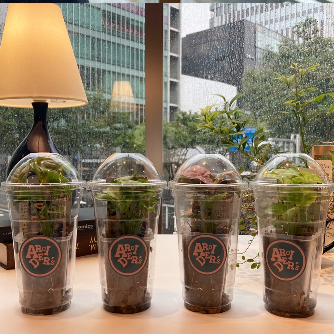 【マルエイガレリア】持ち帰りしやすい植物がたくさん入荷しました。