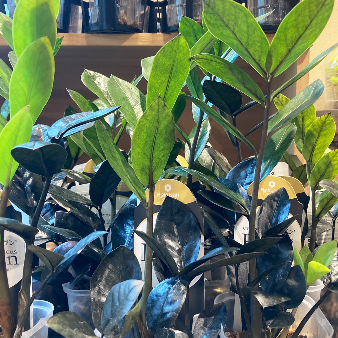 【マルエイガレリア】持ち帰りしやすい植物がたくさん入荷しました。