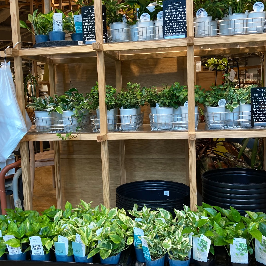 【マルエイガレリア】持ち帰りしやすい植物がたくさん入荷しました。