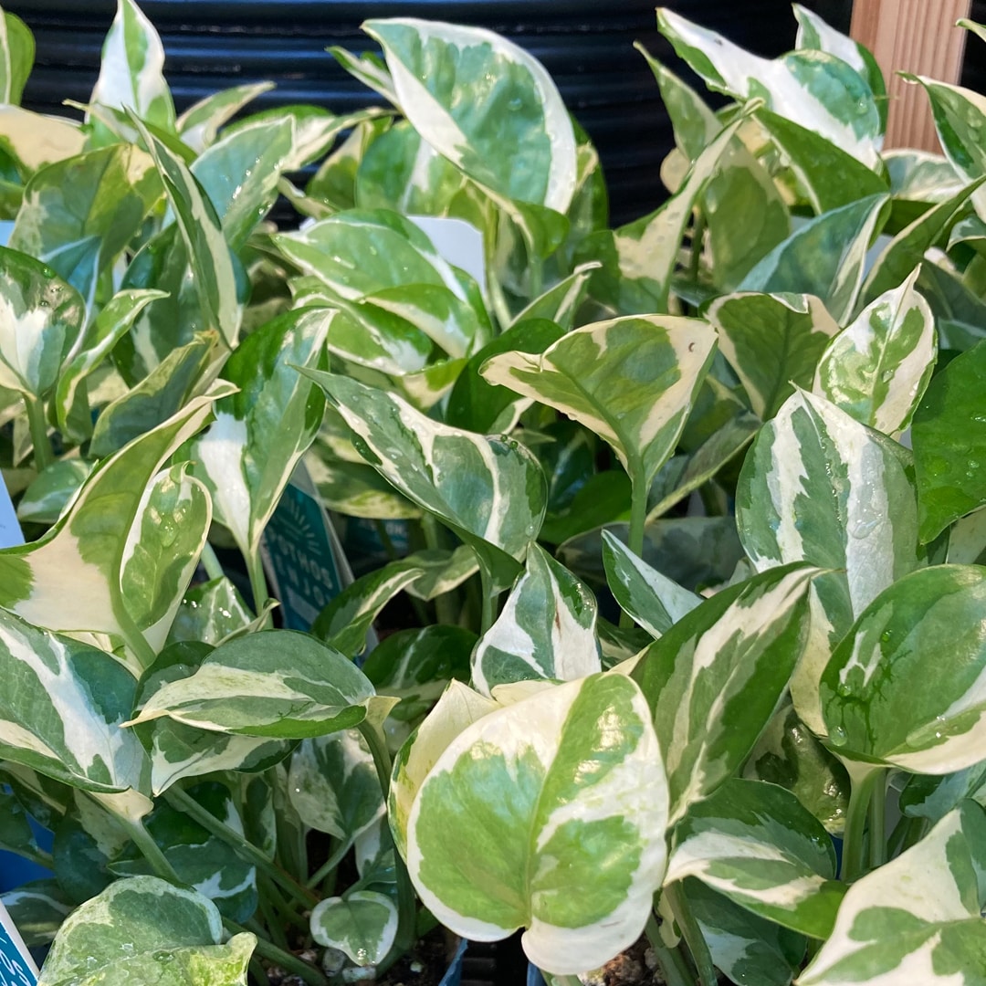 【マルエイガレリア】持ち帰りしやすい植物がたくさん入荷しました。