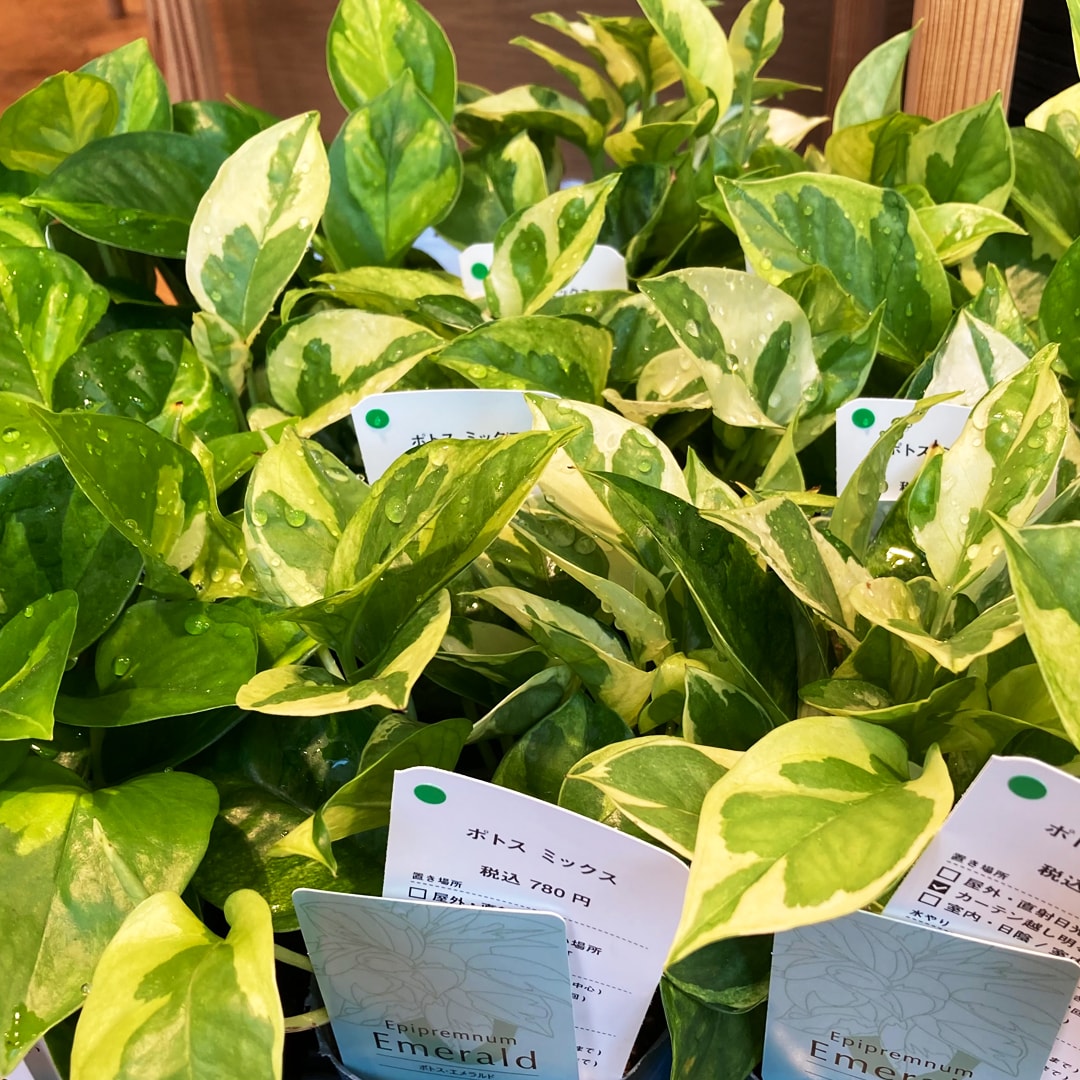 【マルエイガレリア】持ち帰りしやすい植物がたくさん入荷しました。