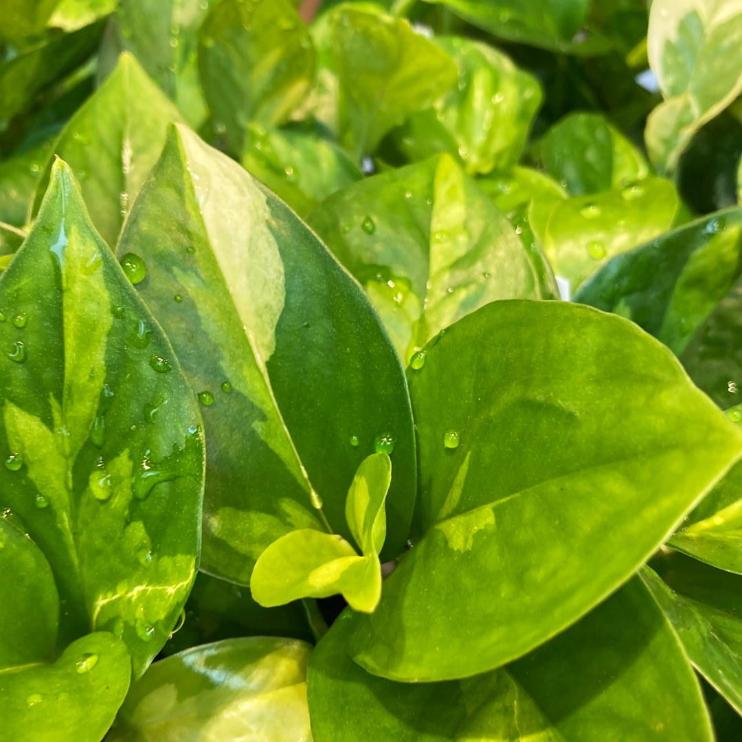 【マルエイガレリア】持ち帰りしやすい植物がたくさん入荷しました。
