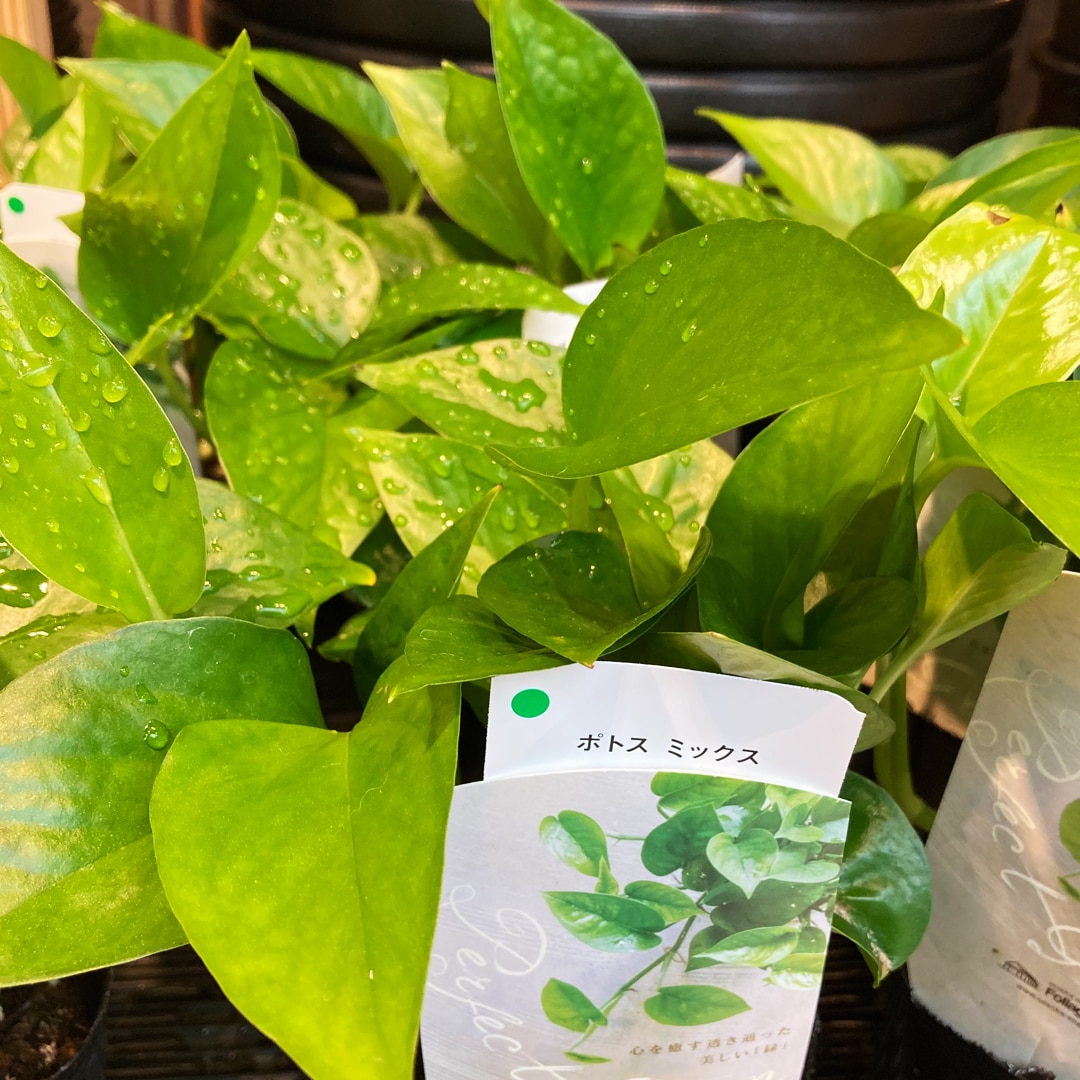 【マルエイガレリア】持ち帰りしやすい植物がたくさん入荷しました。