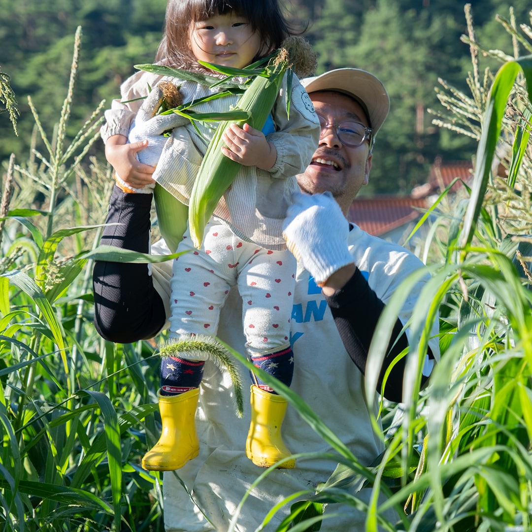 とうもろこしを収穫