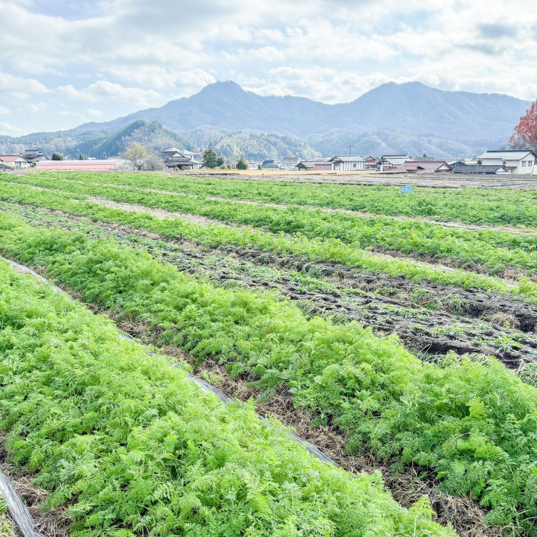 今回収穫したのは、今が旬！冬の寒さで甘みの増した「にんじん」です。夏のとうもろこし収穫体験でもお世話になった、シャキシャキ畑の大江さんにご協力いただき、廿日市市のにんじん畑にやってきました。