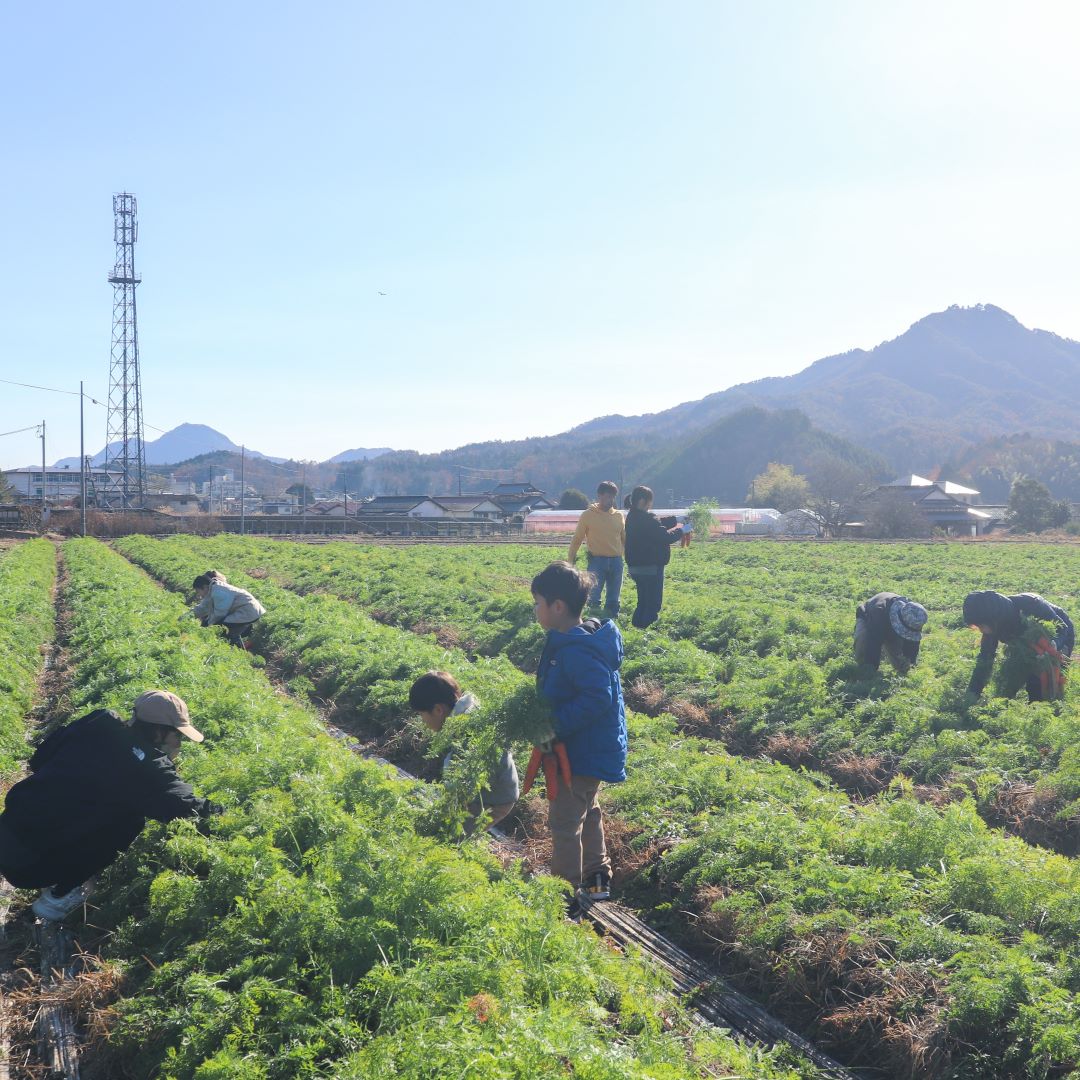 にんじんについて学んだあとは、思い思いの場所で収穫を始めました。