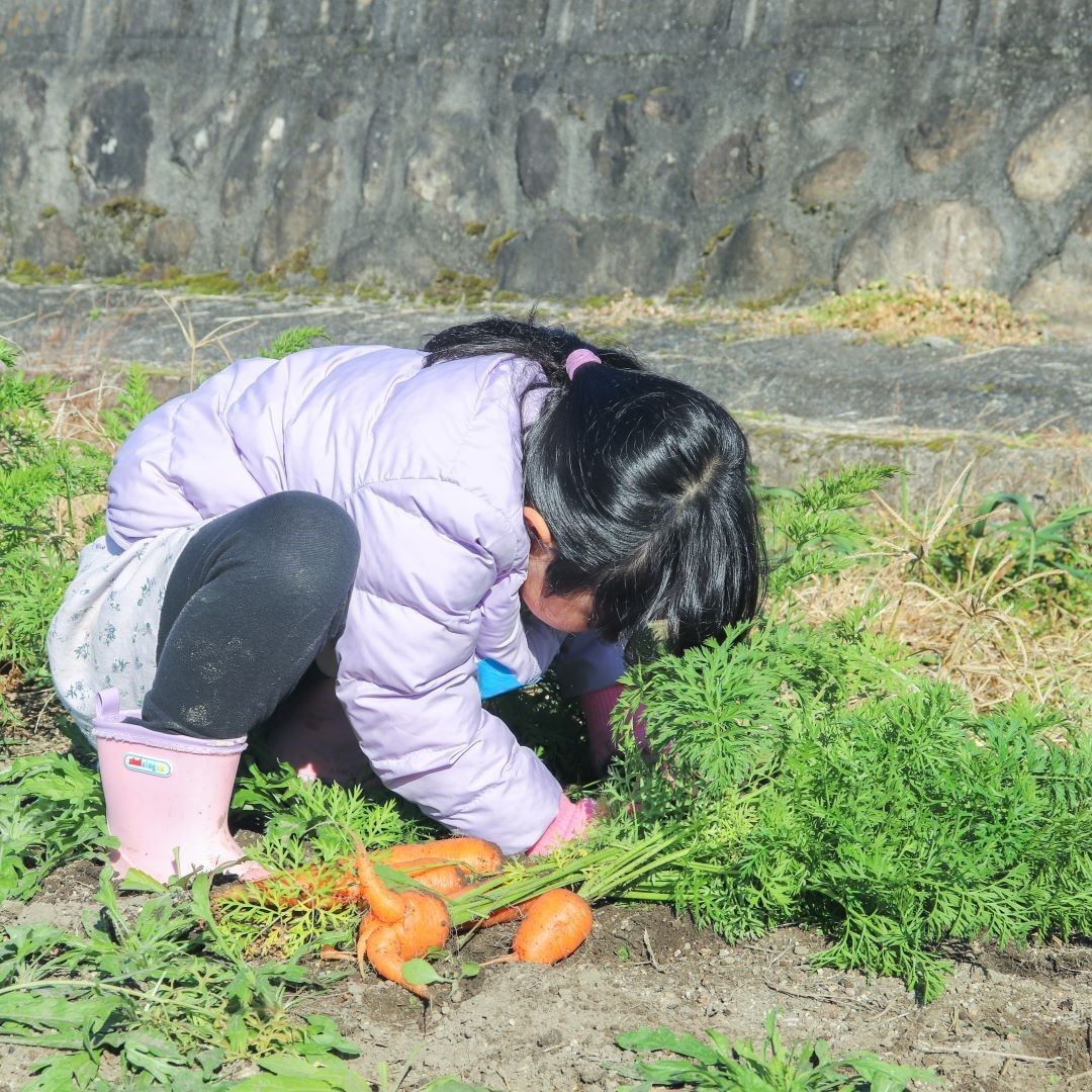 あまり力を入れなくても、スポスポ抜けるのが楽しく、子どもたちは夢中になって収穫していました。