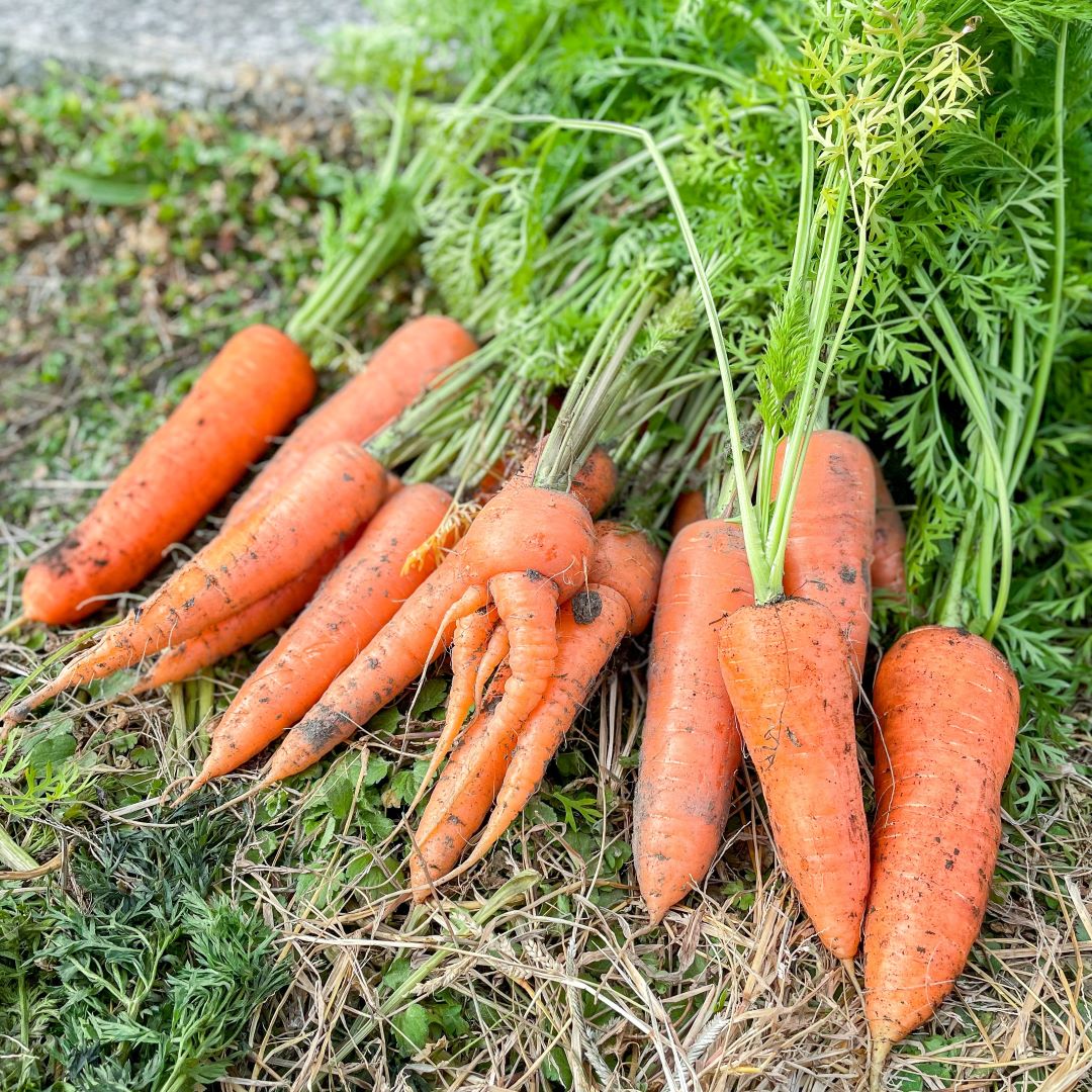 自分たちの持ち帰るにんじんを収穫