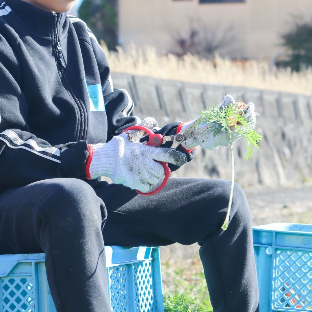 出荷用に葉っぱを切って、コンテナに詰めていきました。