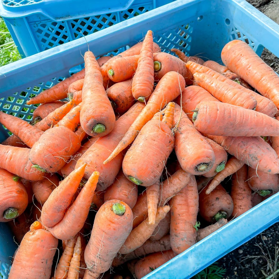 収穫のお手伝い