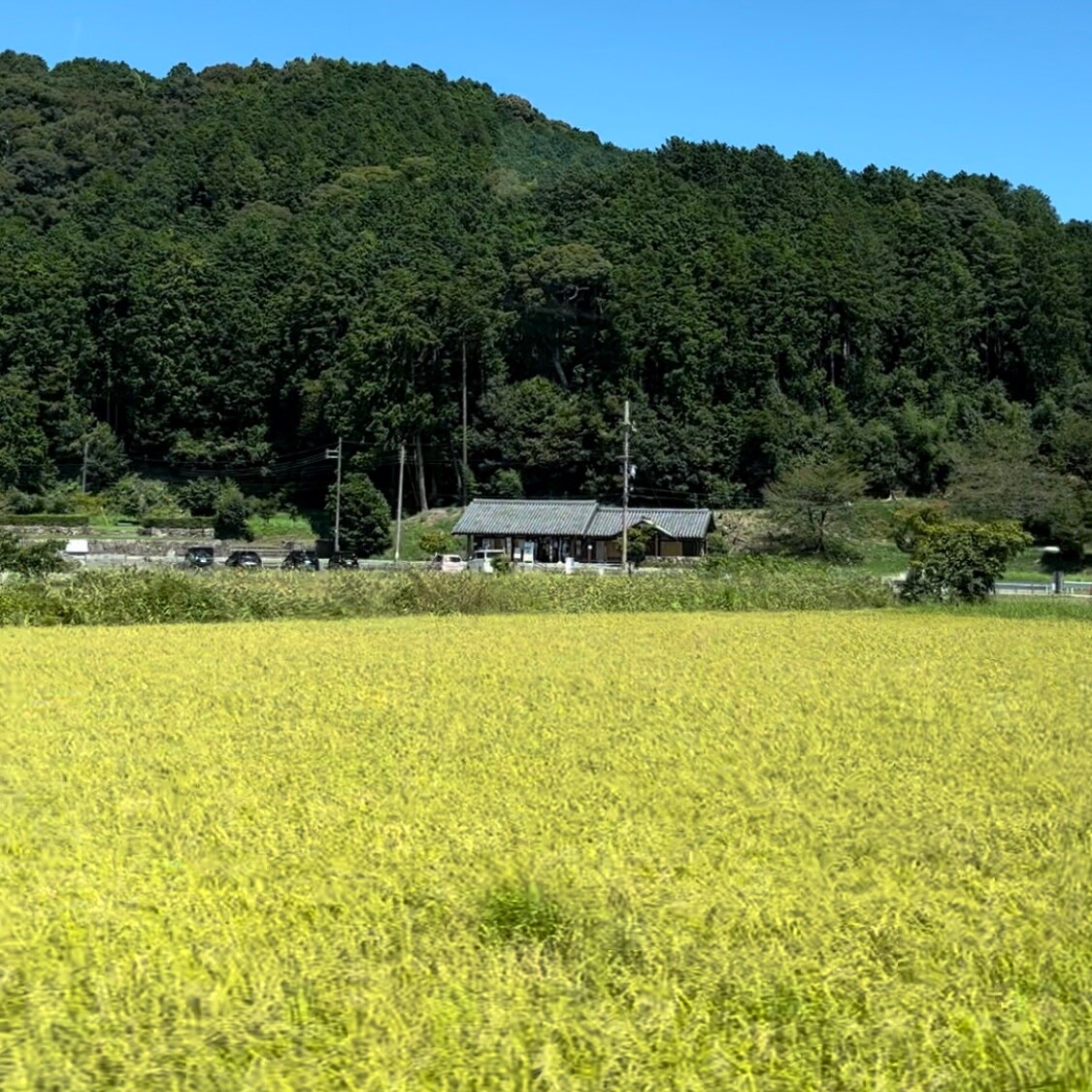 【ビバシティ彦根】近江八幡秋の風景