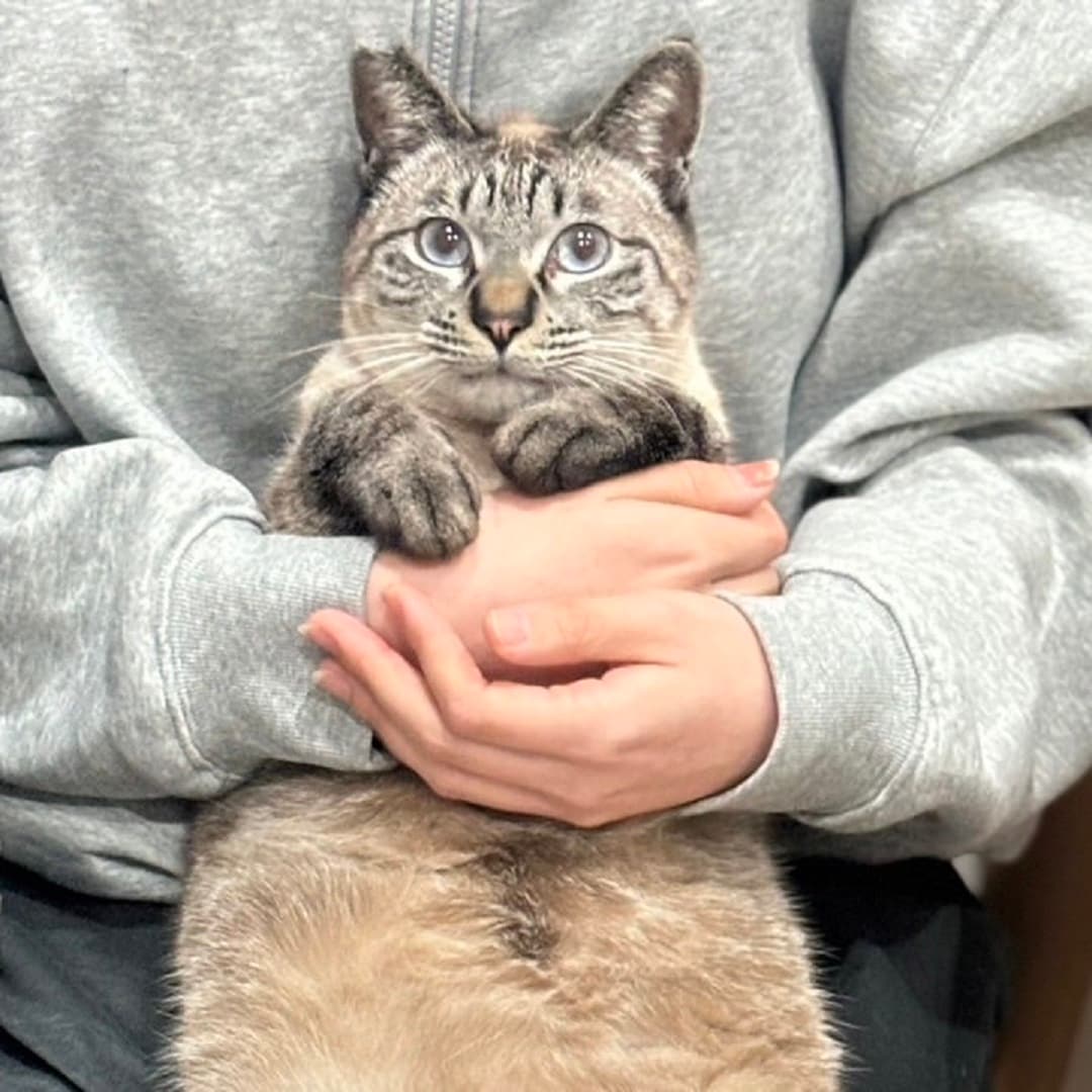 猫の日
