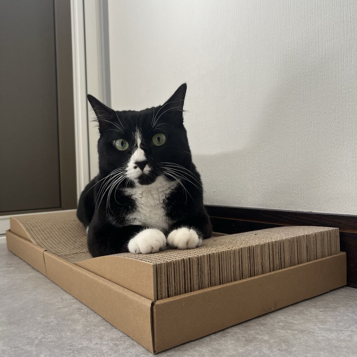 爪とぎ