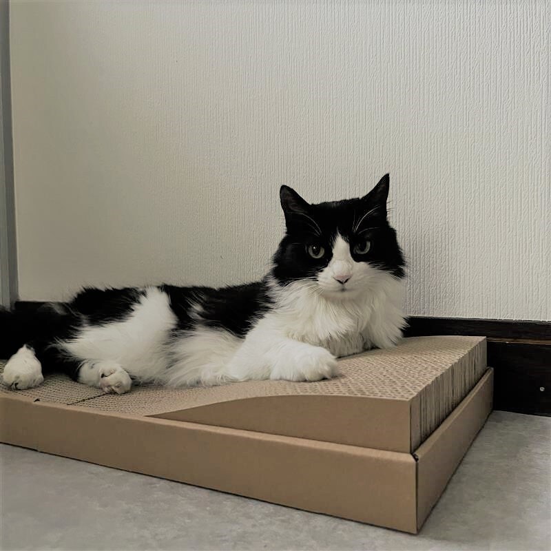 猫ちゃん