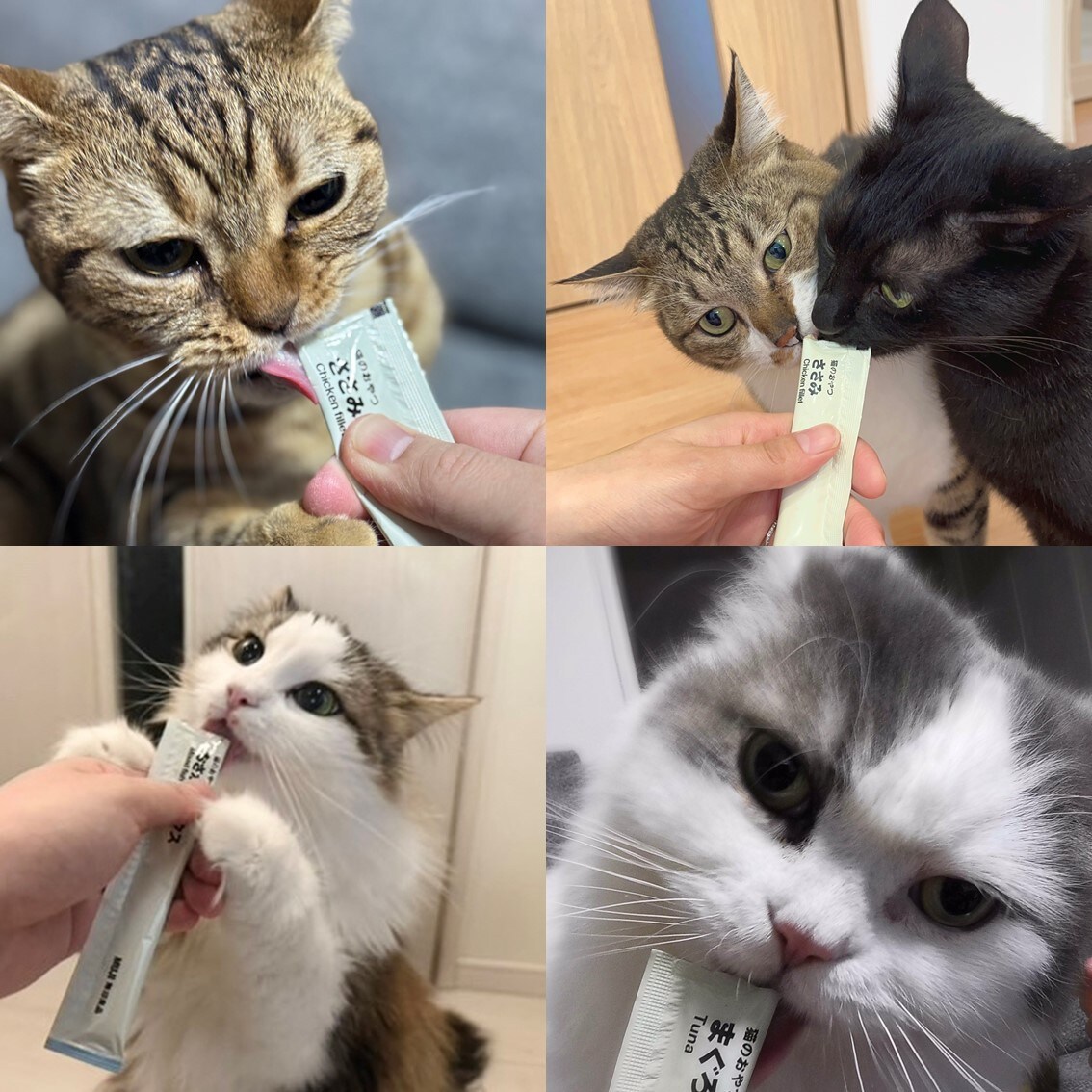 素材を生かした猫のおやつピューレシリーズを食べる猫たちの画像です。