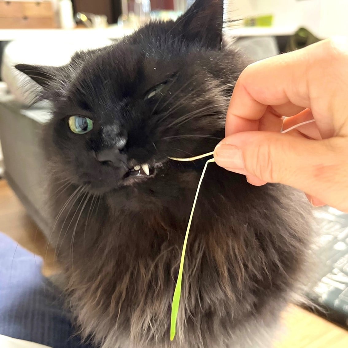 猫草を食べている猫の写真です。