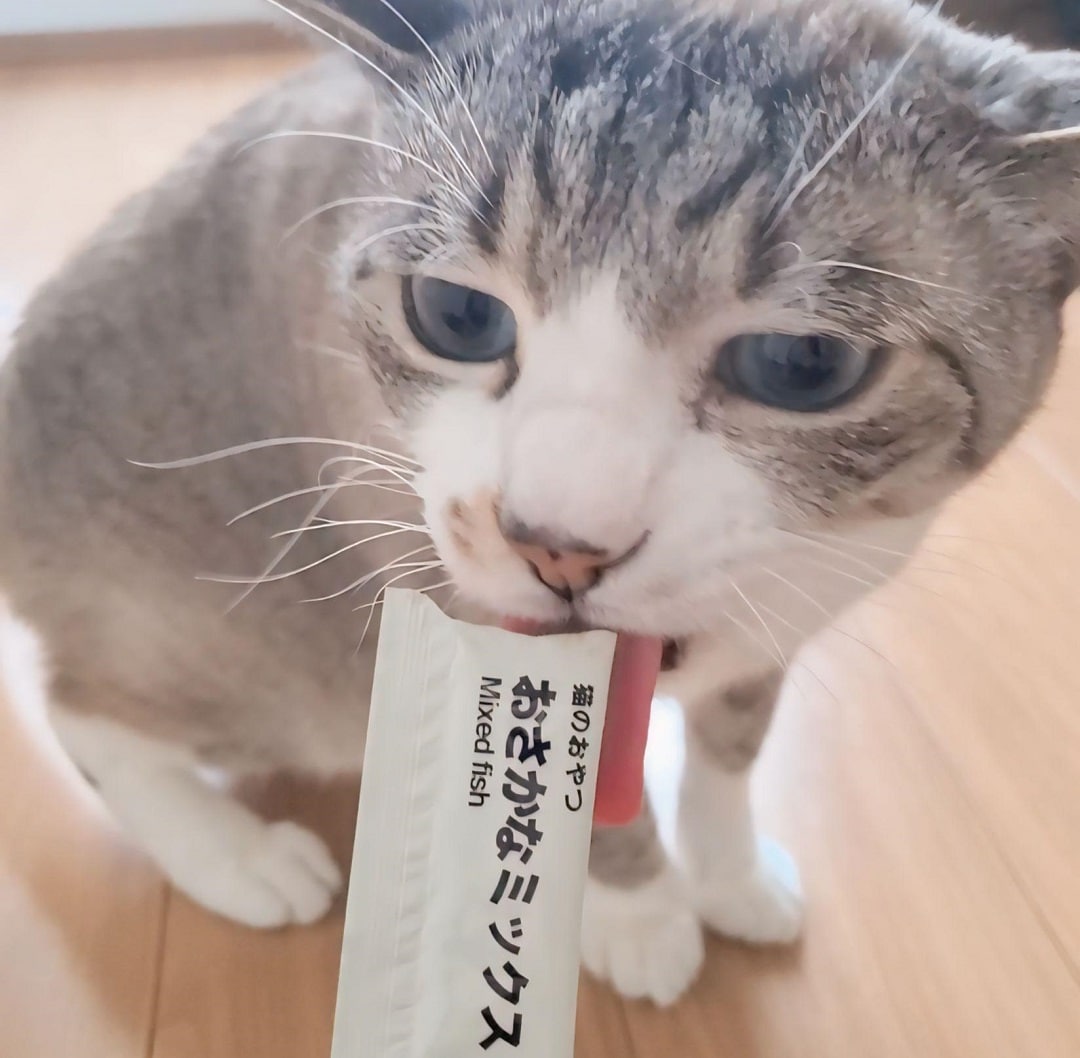 猫がおやつを食べているところ イメージ画像