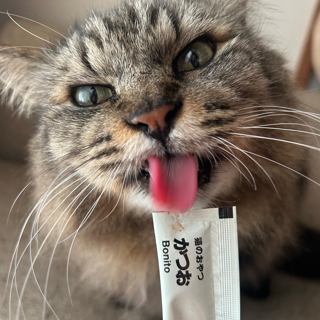 おやつを食べているようすの猫 イメージ画像