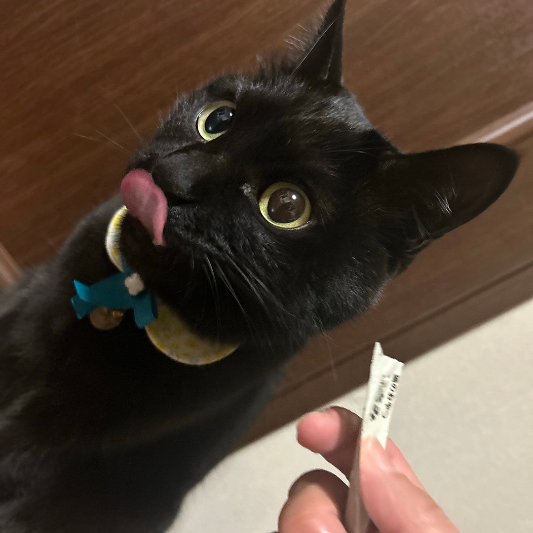 「猫のおやつ」を食べる猫 イメージ画像