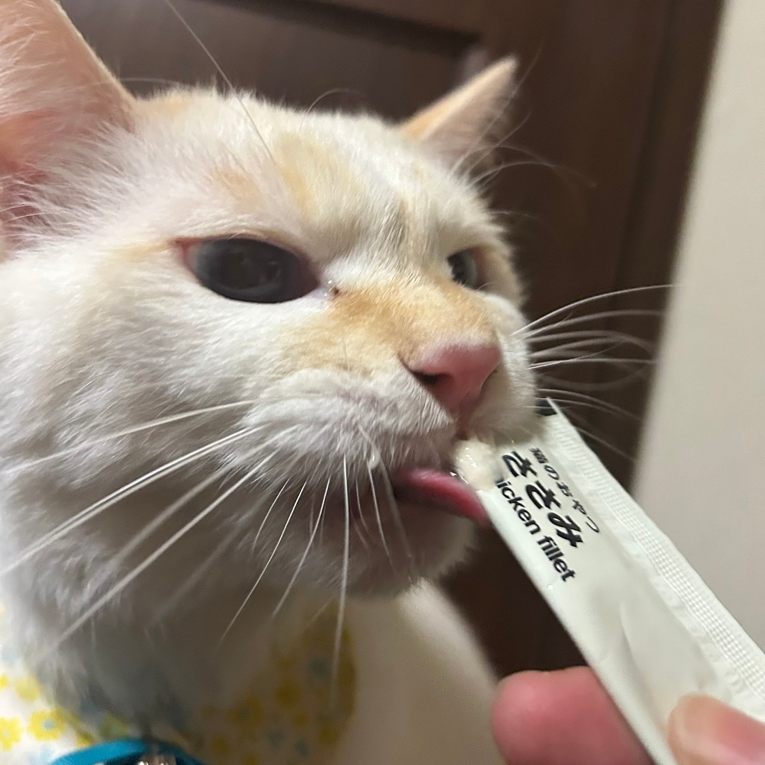 「猫のおやつ」を食べるようす