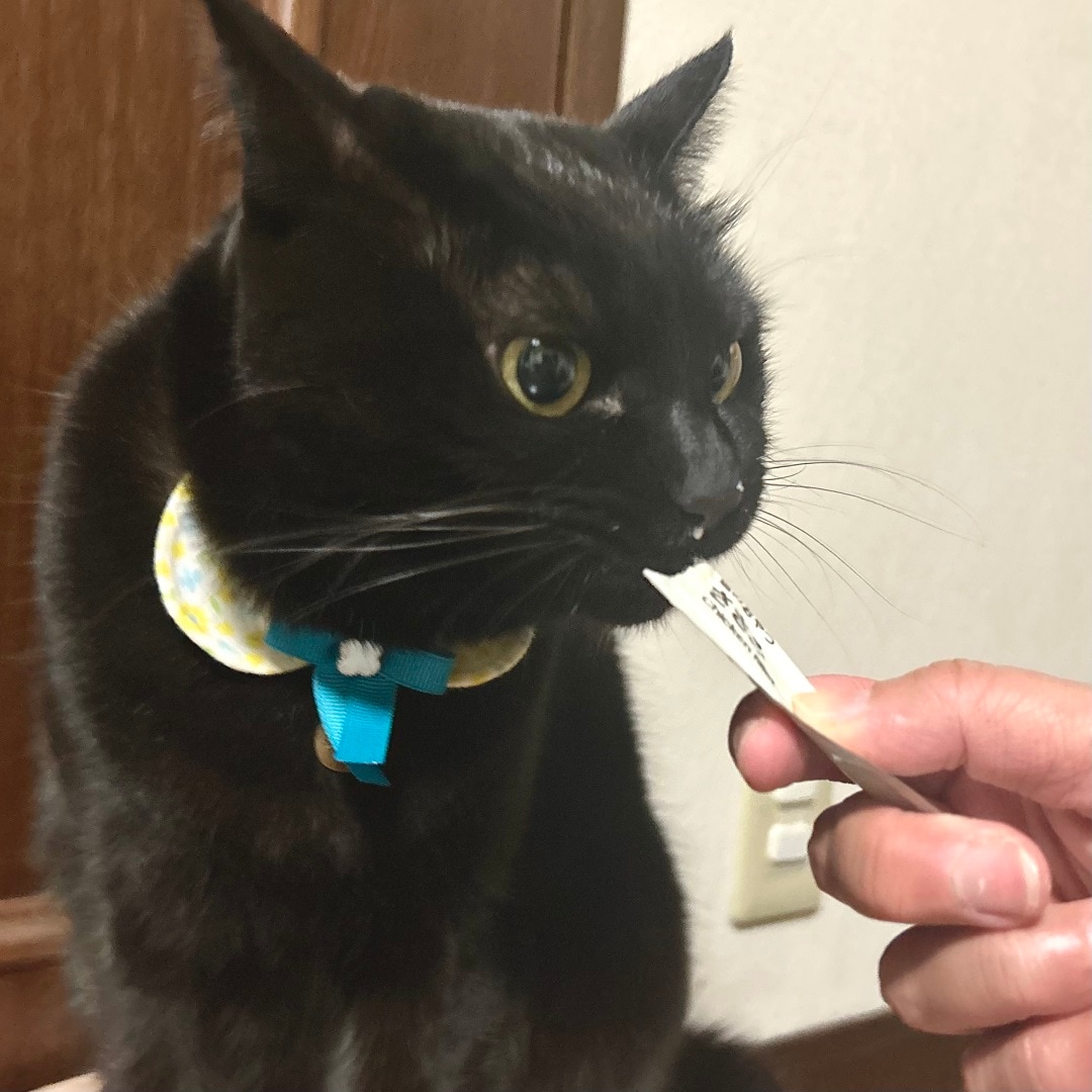 「素材を生かした　猫のおやつ」を食べている猫ちゃんのイメージ画像