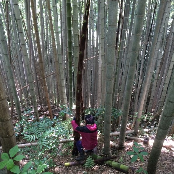 【堺北花田】干したけのこのアヒージョがお求めやすくなりました