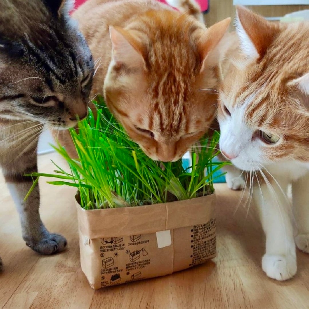 【イオンモール綾川】2月のおたより ～猫草栽培キット編～