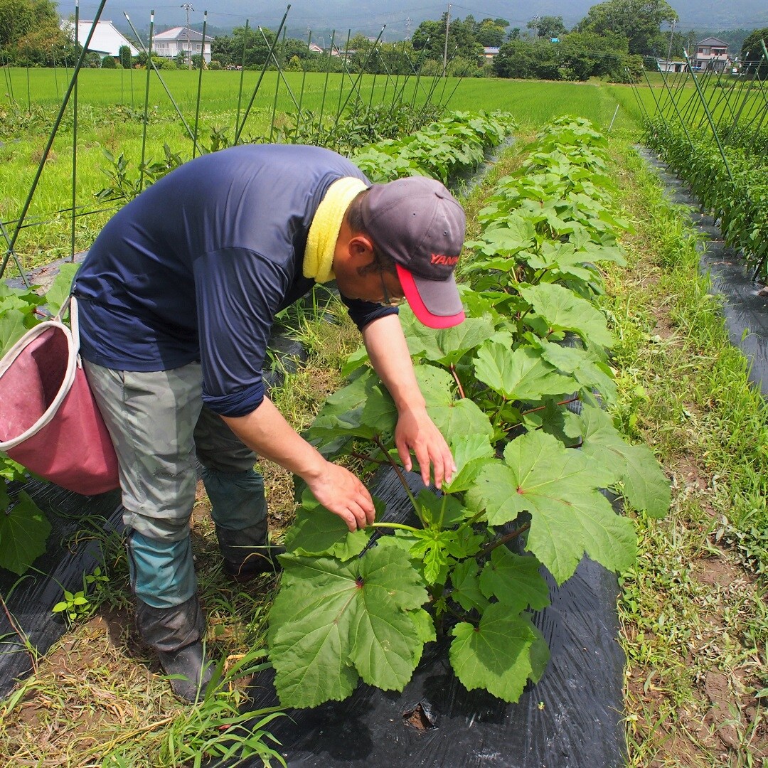 作物を観察する石谷さん